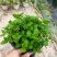 绿植植物薄荷盆栽