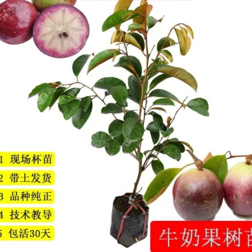 进口越南牛奶果树苗当年结果盆栽地栽南北方种植嫁接紫皮牛奶