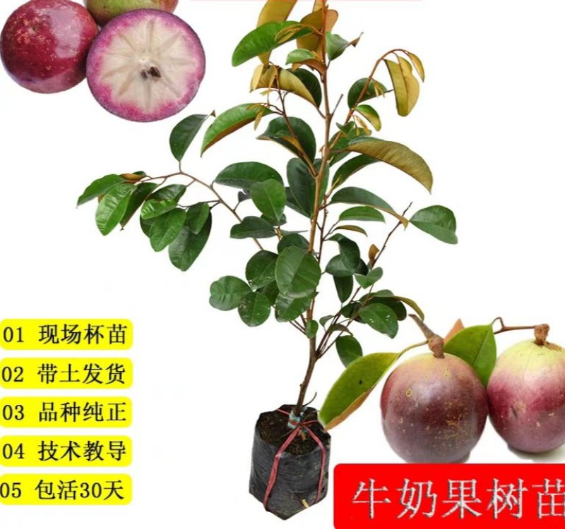 进口越南牛奶果树苗当年结果盆栽地栽南北方种植嫁接紫皮牛奶