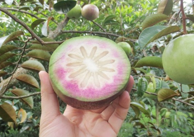 进口越南牛奶果树苗当年结果盆栽地栽南北方种植嫁接紫皮牛奶