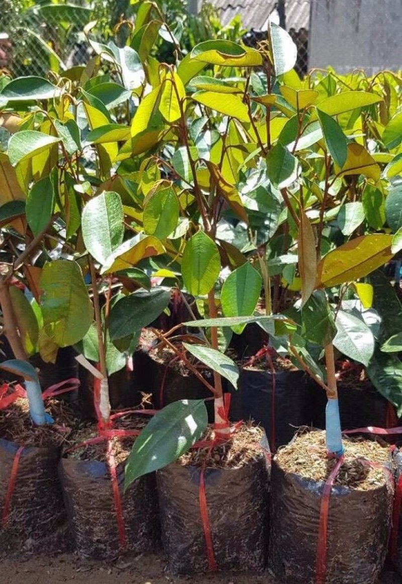 进口越南牛奶果树苗当年结果盆栽地栽南北方种植嫁接紫皮牛奶
