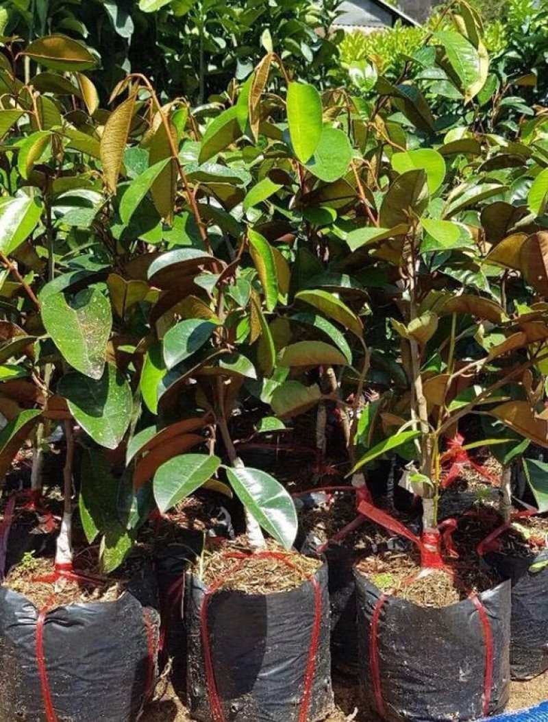 进口越南牛奶果树苗当年结果盆栽地栽南北方种植嫁接紫皮牛奶