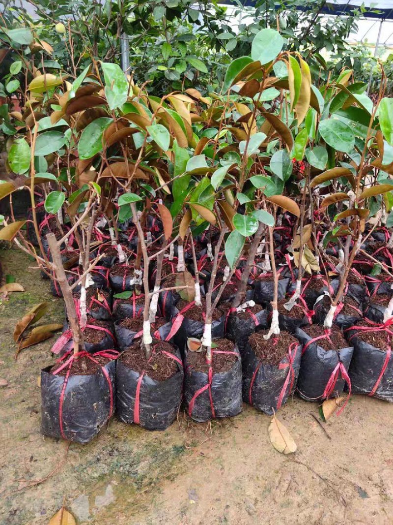 进口越南牛奶果树苗当年结果盆栽地栽南北方种植嫁接紫皮牛奶