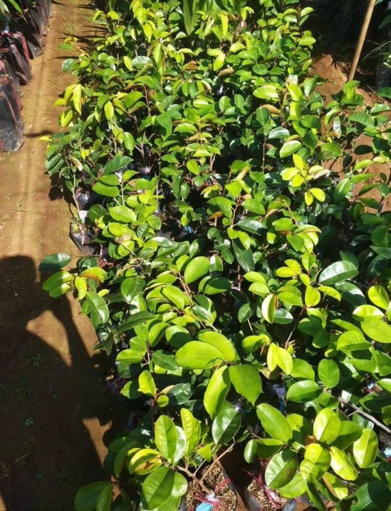 进口越南牛奶果树苗当年结果盆栽地栽南北方种植嫁接紫皮牛奶