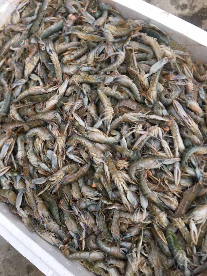 海捕小龙虾、钳虾、珊瑚红虾
