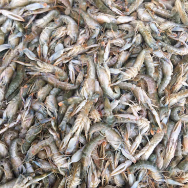 海捕小龙虾、钳虾、珊瑚红虾