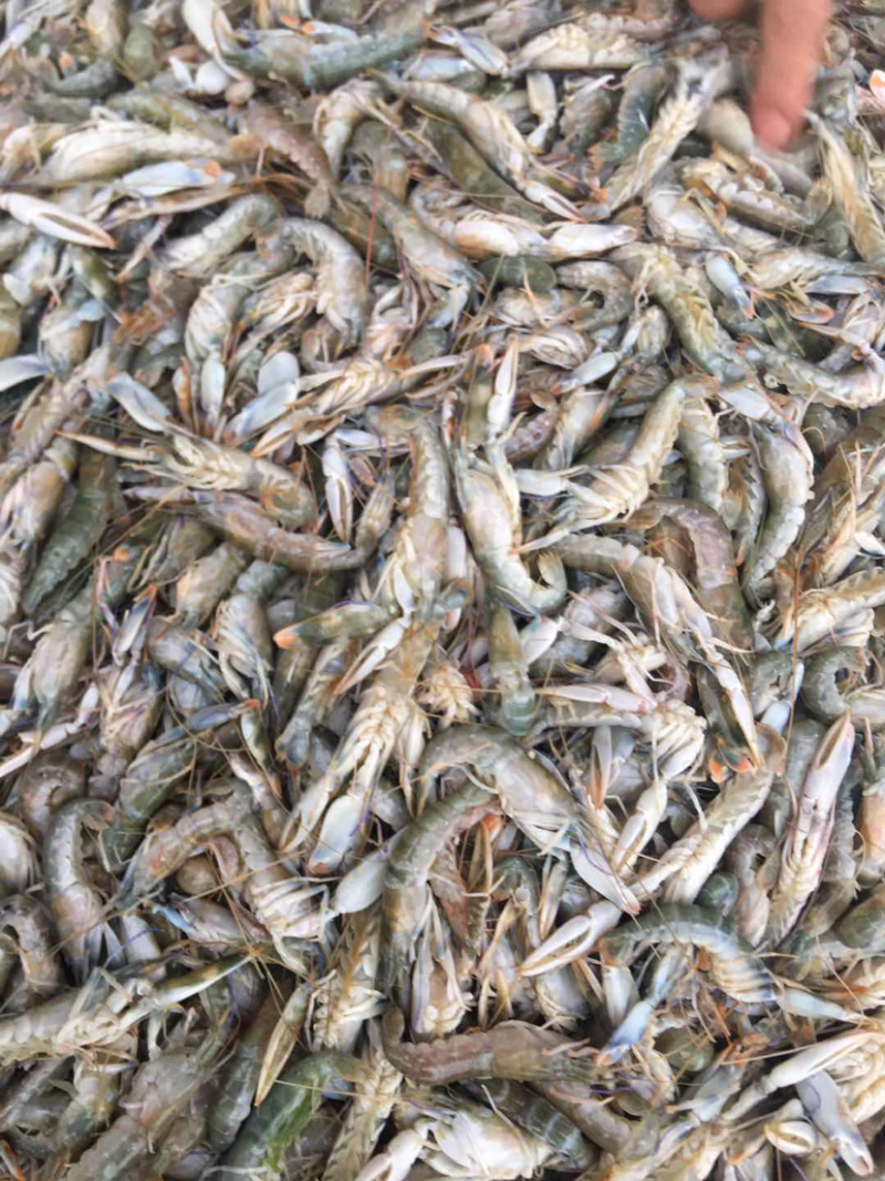 海捕小龙虾、钳虾、珊瑚红虾