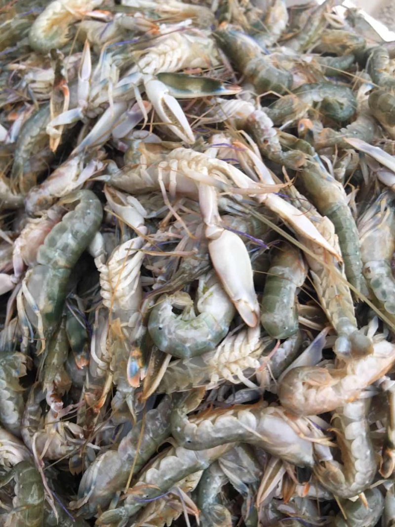 海捕小龙虾、钳虾、珊瑚红虾