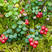 蔓越莓苗！北美特大果蔓越莓品种，北方红豆苗