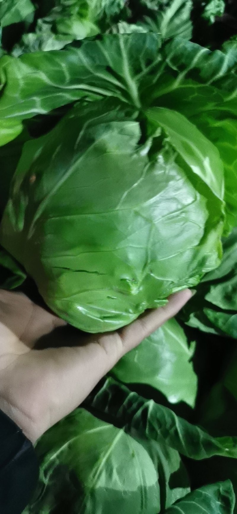 视频看货甘蓝质量保证诚信经营
