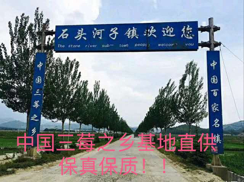 蔓越莓苗！北美特大果蔓越莓品种，北方红豆苗