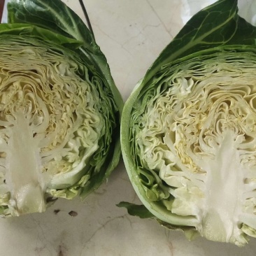 【牛】精品甘蓝圆包菜大量新鲜上市，对接全国商超，欢迎来电