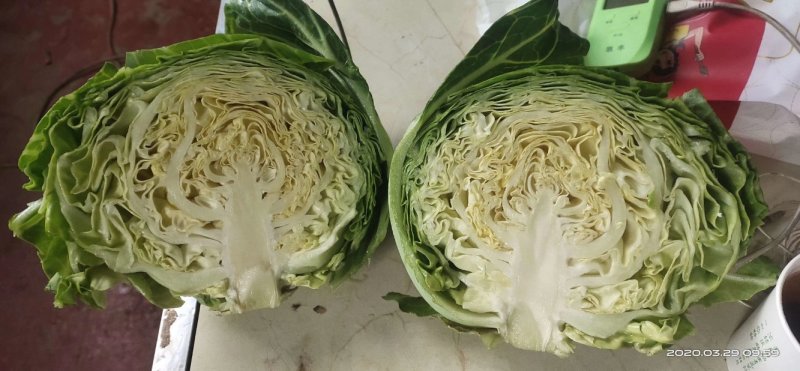 【牛】精品甘蓝圆包菜大量新鲜上市，对接全国商超，欢迎来电