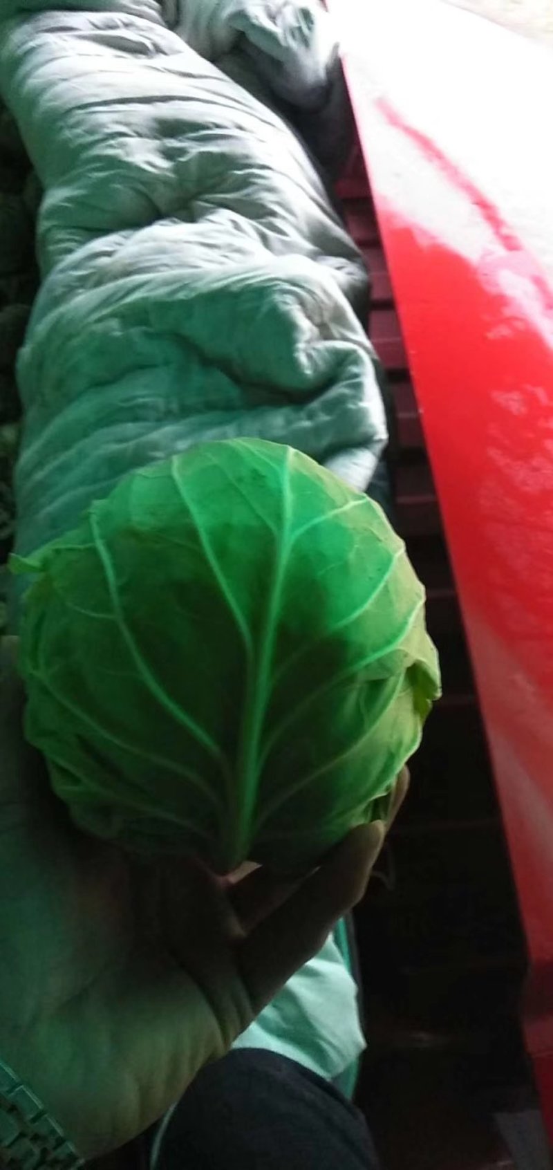 【牛】精品甘蓝圆包菜大量新鲜上市，对接全国商超，欢迎来电