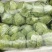 【牛】精品甘蓝圆包菜大量新鲜上市，对接全国商超，欢迎来电