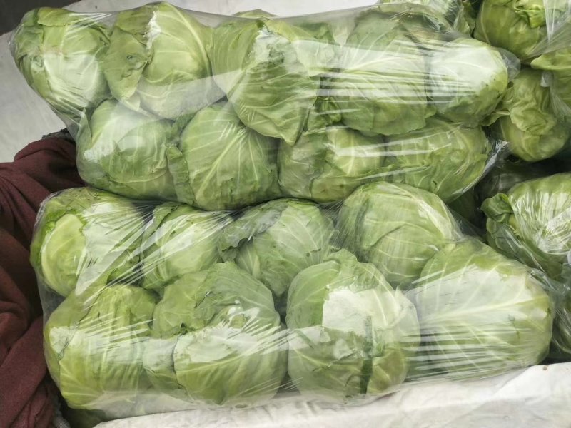 【牛】精品甘蓝圆包菜大量新鲜上市，对接全国商超，欢迎来电