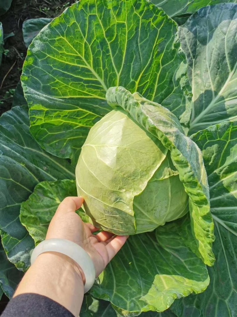 【牛】精品甘蓝圆包菜大量新鲜上市，对接全国商超，欢迎来电
