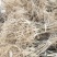 红阳猕猴桃嫁接苗徐香翠香猕猴桃苗金燕猕猴桃苗东红猕猴桃