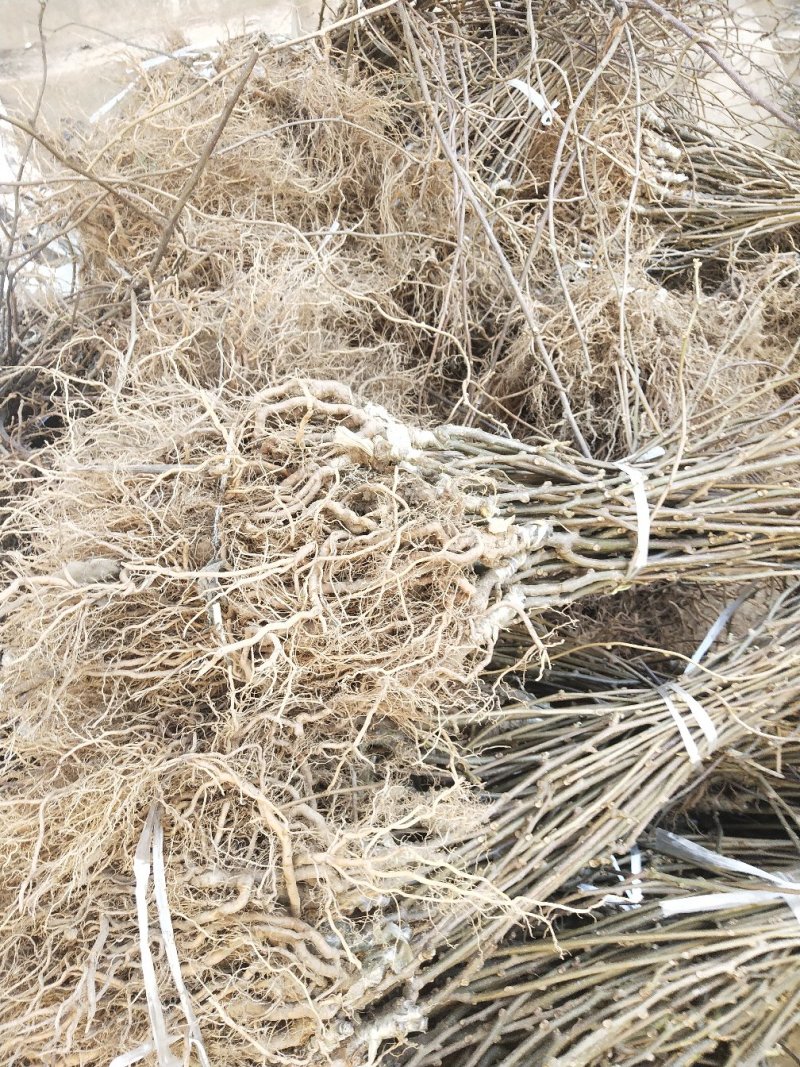 红阳猕猴桃嫁接苗徐香翠香猕猴桃苗金燕猕猴桃苗东红猕猴桃