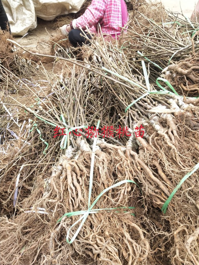红阳猕猴桃嫁接苗徐香翠香猕猴桃苗金燕猕猴桃苗东红猕猴桃