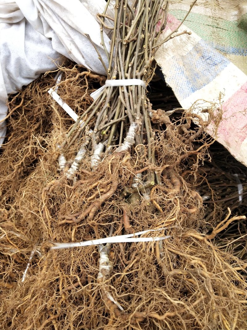 红阳猕猴桃嫁接苗徐香翠香猕猴桃苗金燕猕猴桃苗东红猕猴桃