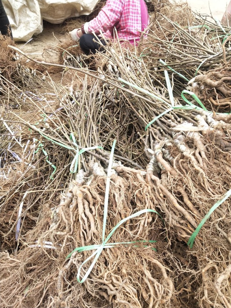 红阳猕猴桃嫁接苗徐香翠香猕猴桃苗金燕猕猴桃苗东红猕猴桃