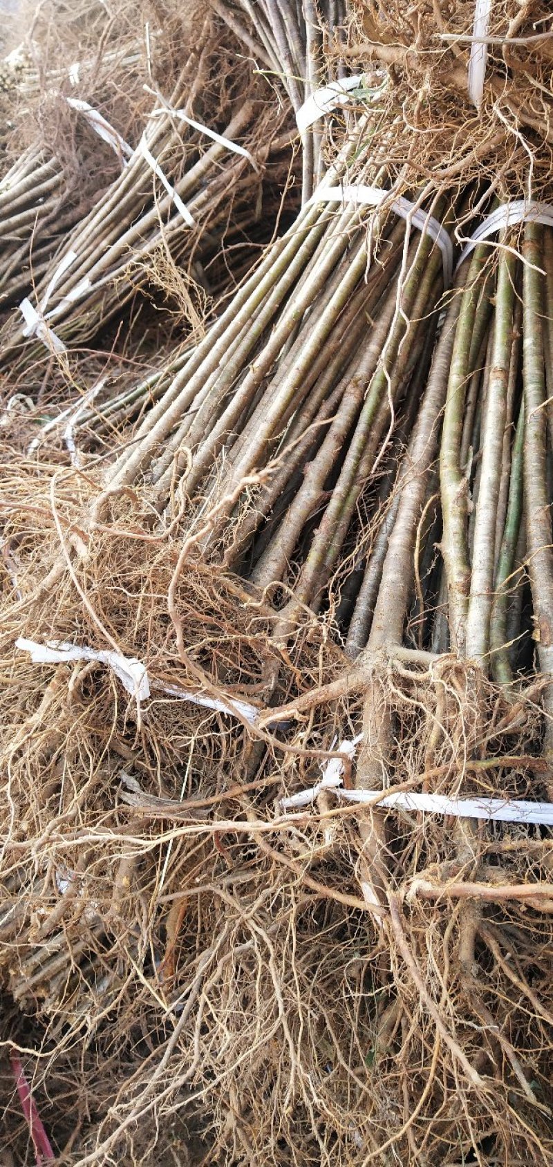 毛桃实生苗毛桃粘木苗占地苗桃树实生苗基地直发量大从优！