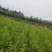 毛桃实生苗毛桃粘木苗占地苗桃树实生苗基地直发量大从优！