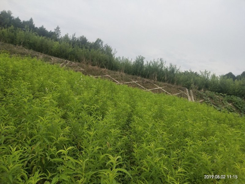 毛桃实生苗毛桃粘木苗占地苗桃树实生苗基地直发量大从优！