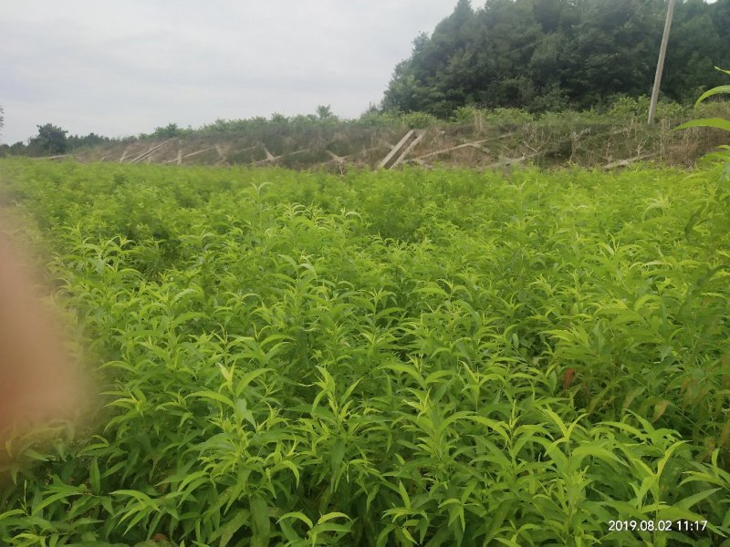 毛桃实生苗毛桃粘木苗占地苗桃树实生苗基地直发量大从优！