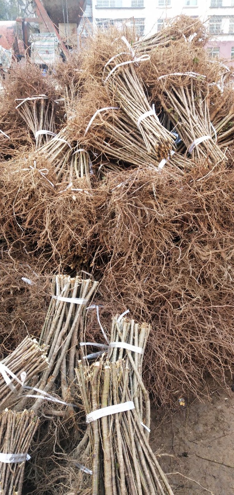 毛桃实生苗毛桃粘木苗占地苗桃树实生苗基地直发量大从优！