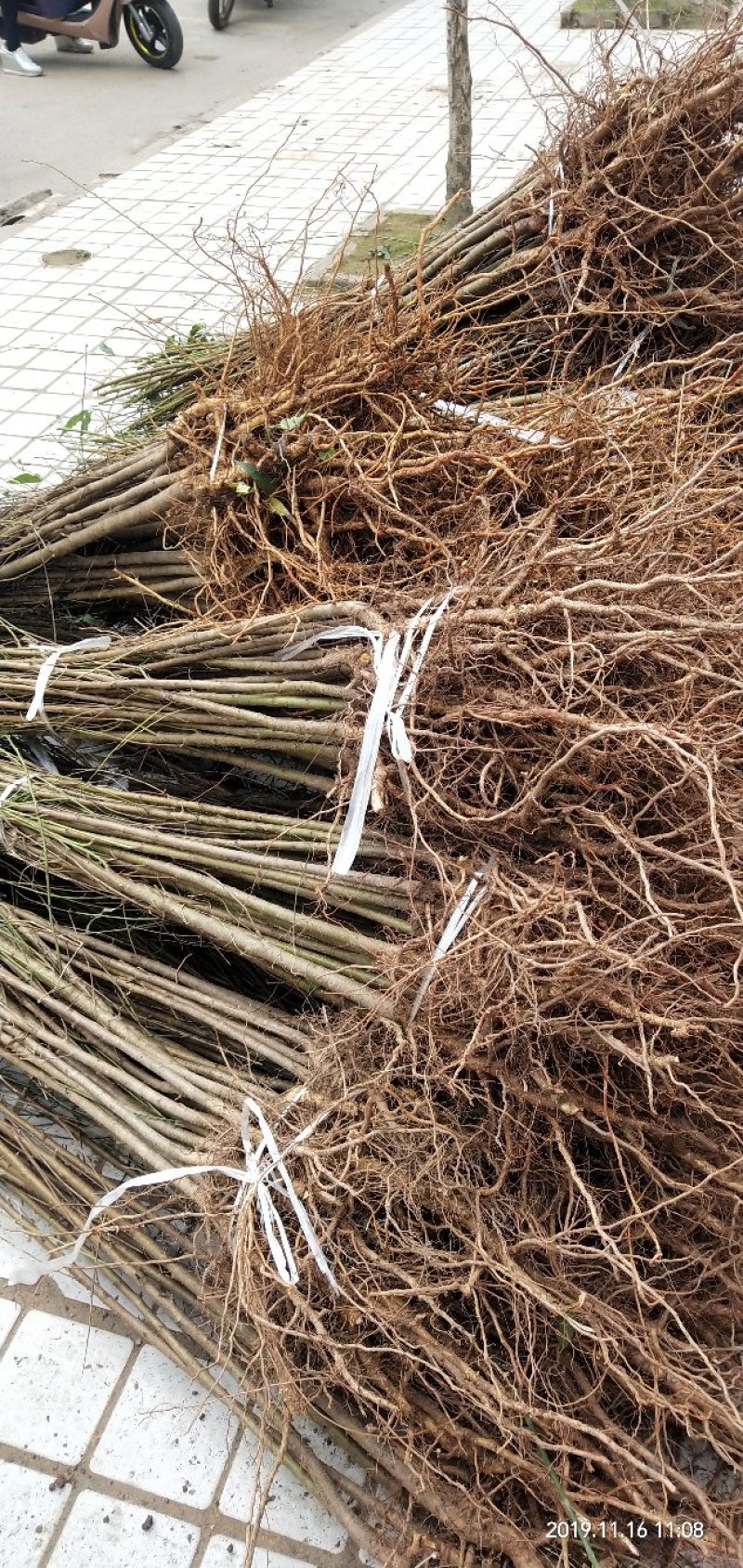 毛桃实生苗毛桃粘木苗占地苗桃树实生苗基地直发量大从优！