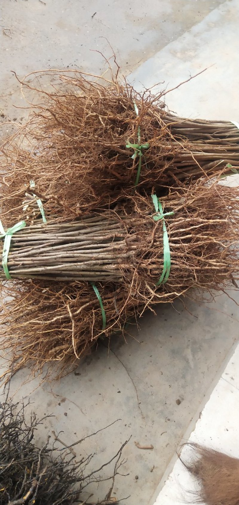 毛桃实生苗毛桃粘木苗占地苗桃树实生苗基地直发量大从优！