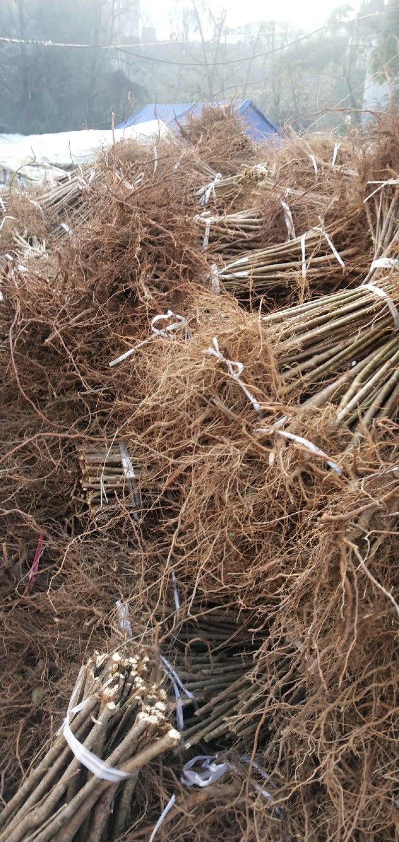 毛桃实生苗毛桃粘木苗占地苗桃树实生苗基地直发量大从优！