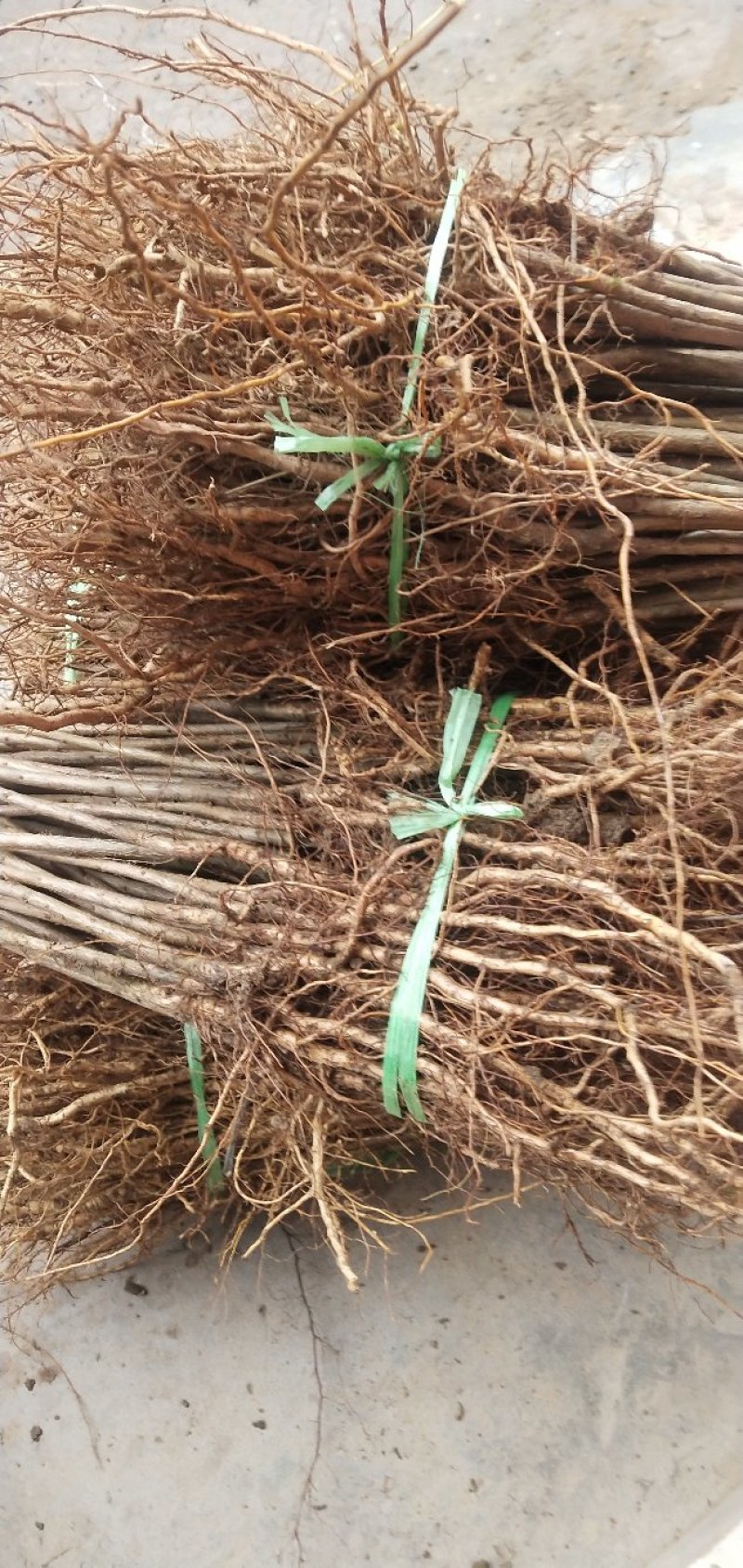 毛桃实生苗毛桃粘木苗占地苗桃树实生苗基地直发量大从优！