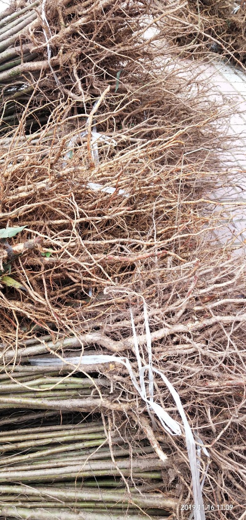 毛桃实生苗毛桃粘木苗占地苗桃树实生苗基地直发量大从优！