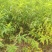 毛桃实生苗毛桃粘木苗占地苗桃树实生苗基地直发量大从优！
