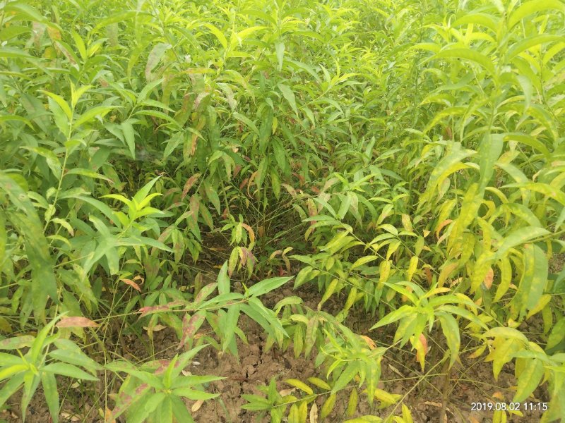 毛桃实生苗毛桃粘木苗占地苗桃树实生苗基地直发量大从优！