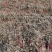 辽宁开原冷香玫瑰小苗工程苗杯苗繁育基地全国顺丰京东邮寄