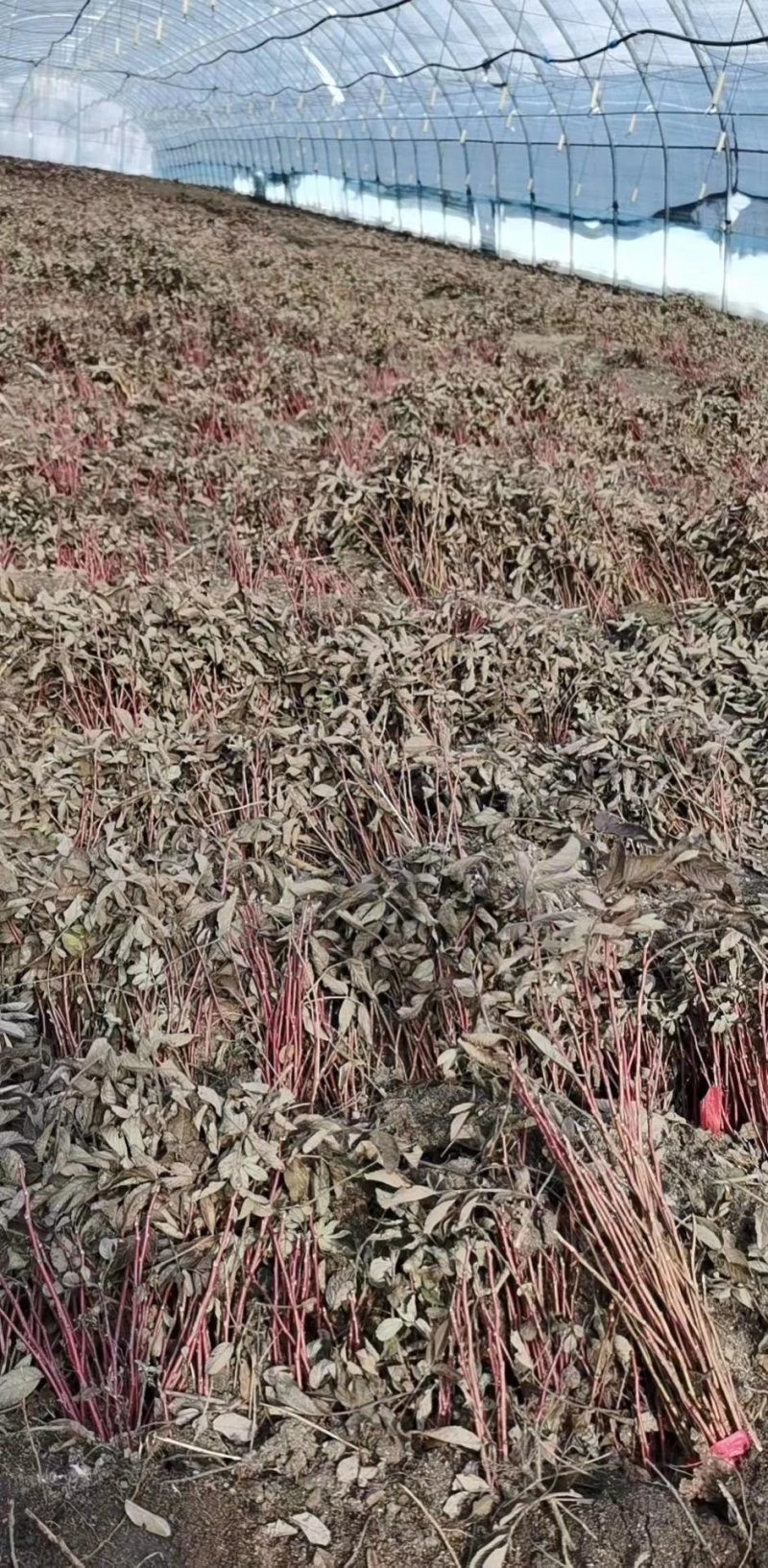 辽宁开原冷香玫瑰小苗工程苗杯苗繁育基地全国顺丰京东邮寄