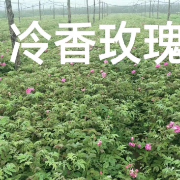 辽宁开原冷香玫瑰小苗工程苗杯苗繁育基地全国顺丰京东邮寄