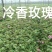 辽宁开原冷香玫瑰小苗工程苗杯苗繁育基地全国顺丰京东邮寄