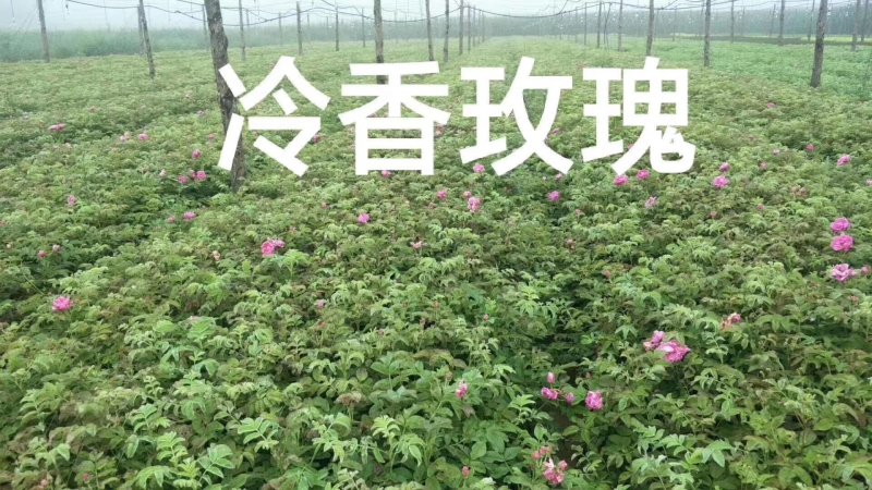 辽宁开原冷香玫瑰小苗工程苗杯苗繁育基地全国顺丰京东邮寄