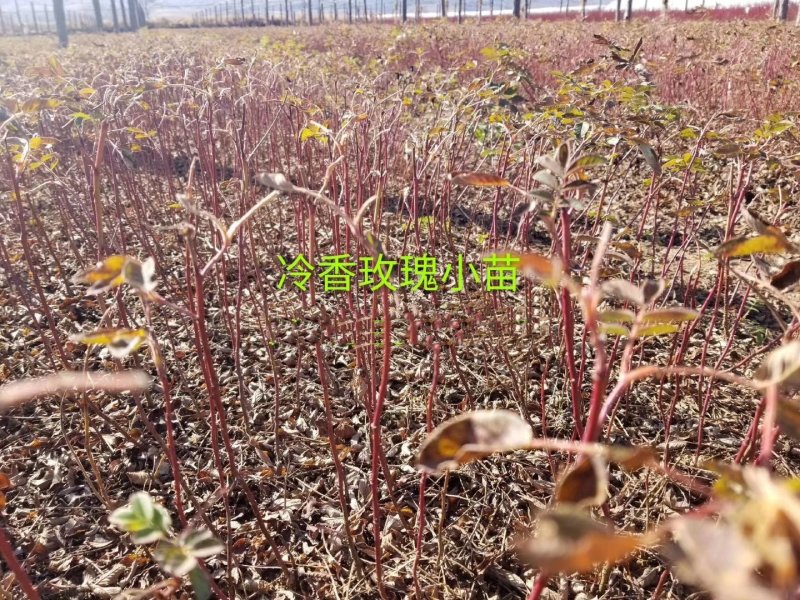 辽宁开原冷香玫瑰小苗工程苗杯苗繁育基地全国顺丰京东邮寄