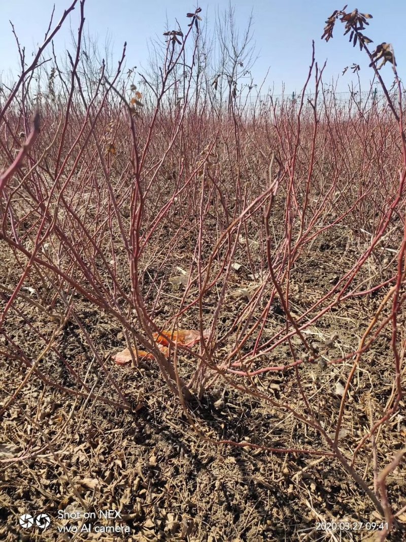 辽宁开原冷香玫瑰小苗工程苗杯苗繁育基地全国顺丰京东邮寄