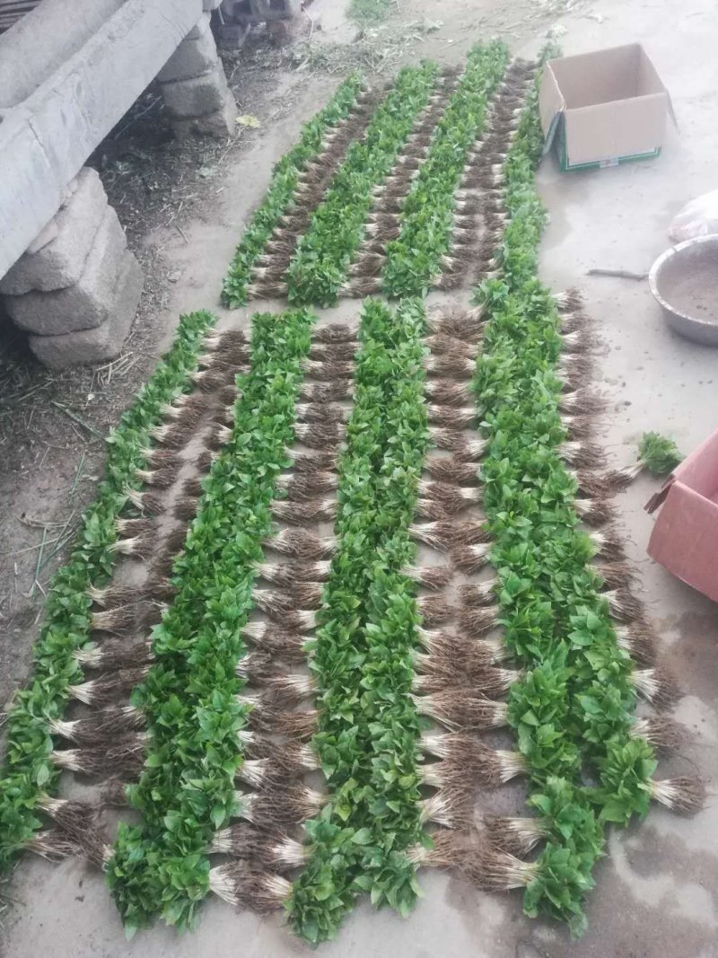 辛夷芽苗玉兰芽苗床苗砧木