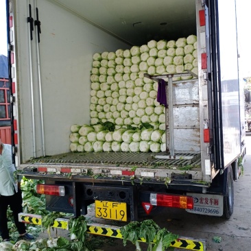 黄心大白菜大量上市
