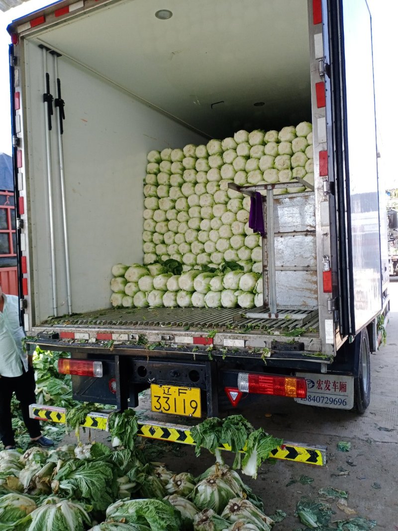 黄心大白菜大量上市