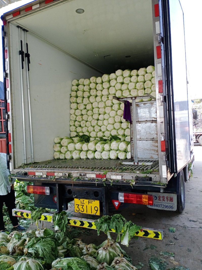 黄心大白菜大量上市