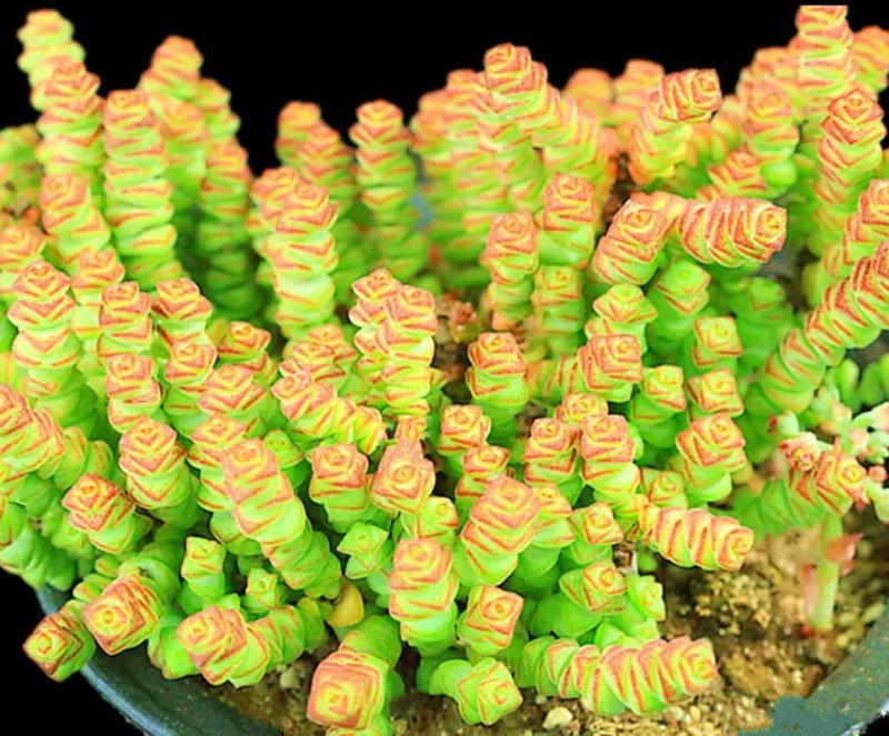 招财纳福多肉组合套餐群生多头粗钱串元宝吸财树多肉植物盆栽
